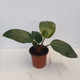 4" philo rojo congo