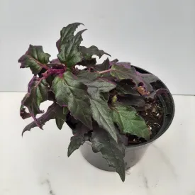 6" purple passion