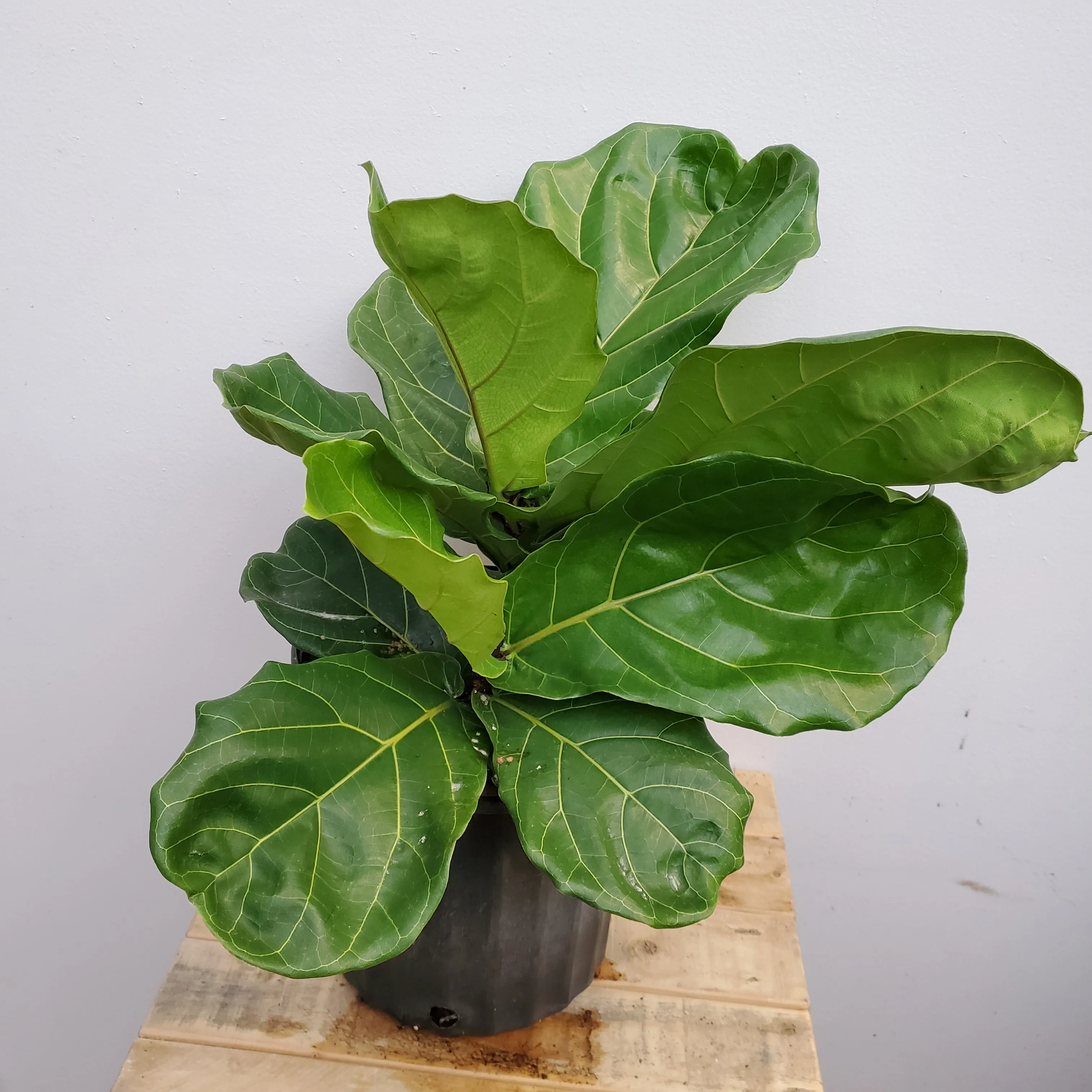 8" ficus lyrata bush