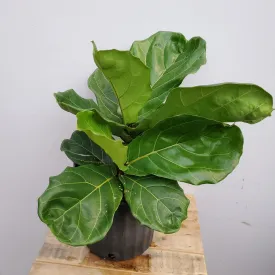 8" ficus lyrata bush